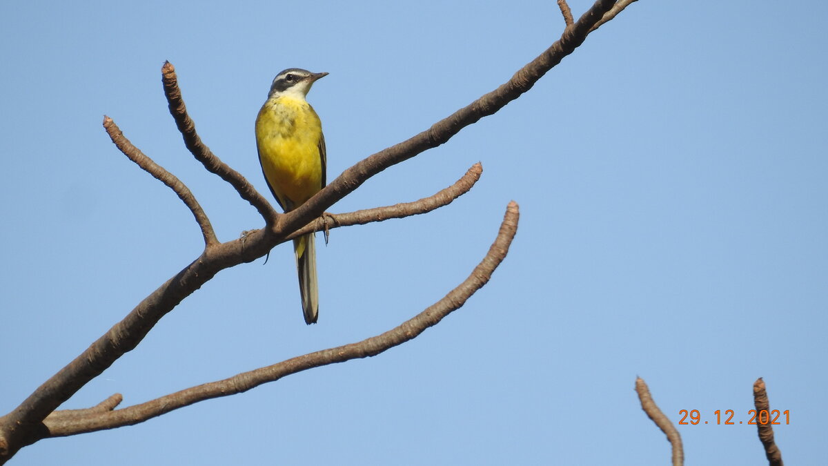 Yellow Wagtail